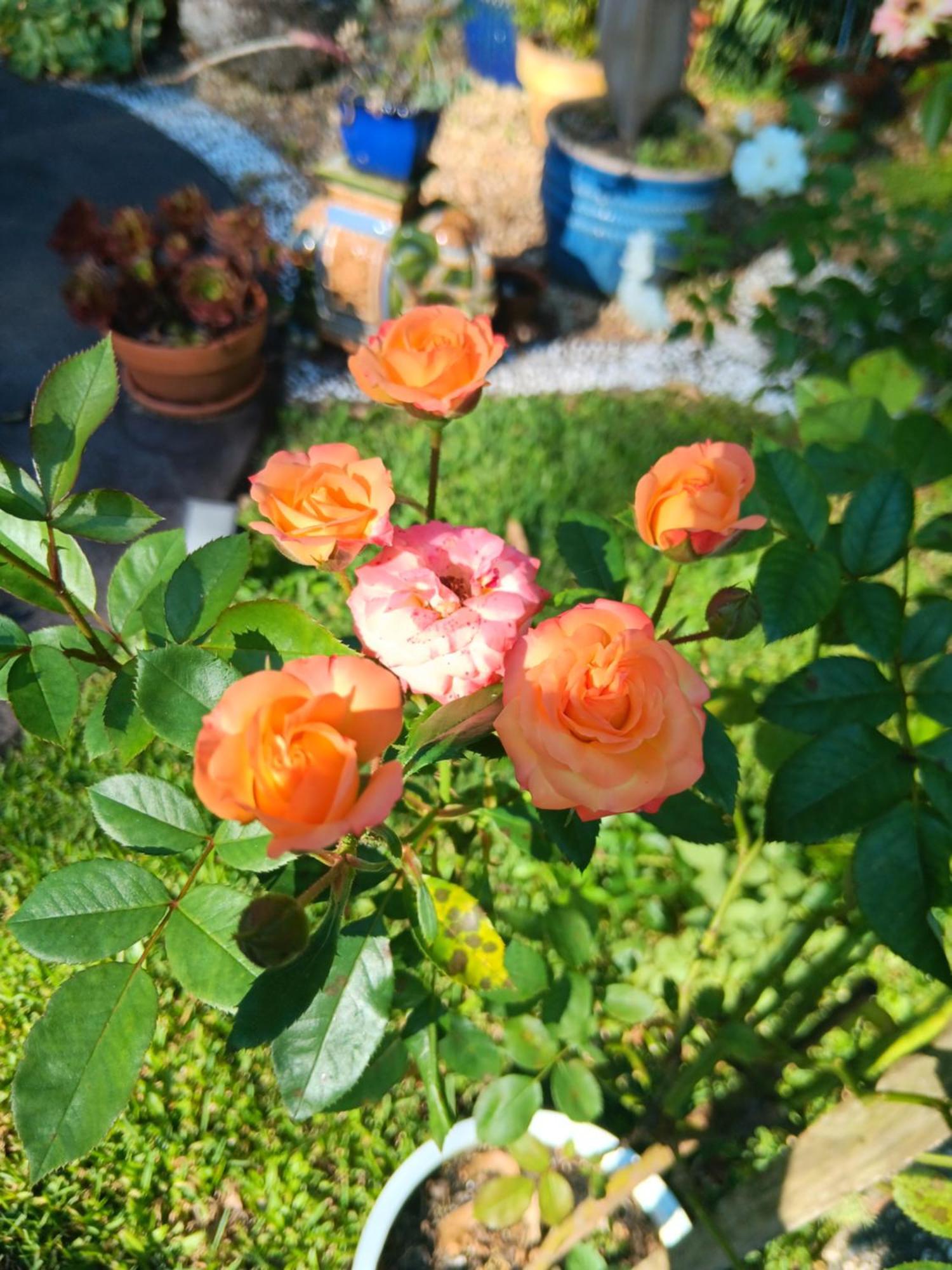 Mapleton Peaceful Provence Bnb Kültér fotó